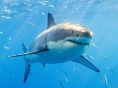 Vídeo de drone selvagem mostra surfistas de SoCal remando a centímetros de grandes tubarões brancos Vídeo de drone selvagem mostra surfistas de SoCal remando a centímetros de grandes tubarões brancos