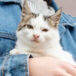 Virais! Ada Lowongan Kerja Peluk Kucing Bergaji Ratusan Juta, Minat?