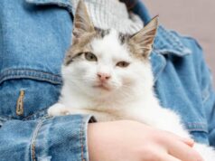 Virais! Ada Lowongan Kerja Peluk Kucing Bergaji Ratusan Juta, Minat? Virais! Ada Lowongan Kerja Peluk Kucing Bergaji Ratusan Juta, Minat?