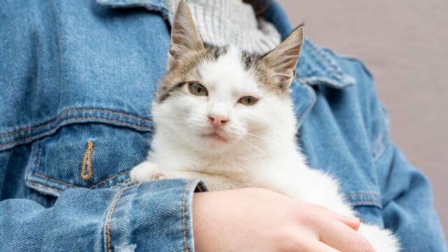 Virais! Ada Lowongan Kerja Peluk Kucing Bergaji Ratusan Juta, Minat? Virais! Ada Lowongan Kerja Peluk Kucing Bergaji Ratusan Juta, Minat?