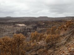 Voluntários ainda pressionam por justiça após incêndio no parque nacional Voluntários ainda pressionam por justiça após incêndio no parque nacional
