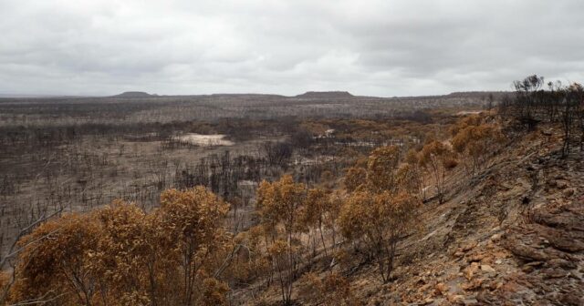 Voluntários ainda pressionam por justiça após incêndio no parque nacional
