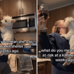 Westie 'em risco' em abrigo de alta mortalidade - 2 semanas depois, a vida está irreconhecível