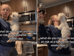 Westie ‘em risco’ em abrigo de alta mortalidade – 2 semanas depois, a vida está irreconhecível Westie 'em risco' em abrigo de alta mortalidade - 2 semanas depois, a vida está irreconhecível