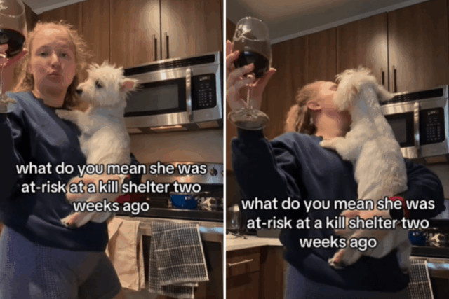 Westie 'em risco' em abrigo de alta mortalidade - 2 Westie 'em risco' em abrigo de alta mortalidade - 2 semanas depois, a vida está irreconhecível