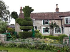 Yew não pode estar falando sério! A sebe de galo que foi um marco da vila por 110 anos é derrubada e substituída por uma gárgula Cockadoodle, retratado em 2016 com Richard Harper, o ex-proprietário da casa de campo listada como Grade II à qual pertence