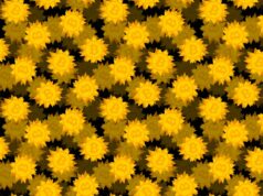 gold bitcoin logos featured on spiky-shaped coins on a darkened black background