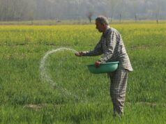 ‘Tudo depende da colheita’: Crise do Golfo atinge agricultores do Sul da Ásia Agricultores SA