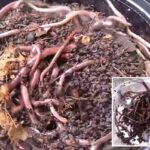 ‘Vermes malucos’ invasivos confirmados na Califórnia, e não há como matá-los