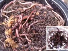 ‘Vermes malucos’ invasivos confirmados na Califórnia, e não há como matá-los ‘Vermes malucos’ invasivos confirmados na Califórnia, e não há como matá-los