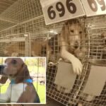1.500 beagles resgatados das problemáticas Fazendas Ridglan depois que ativistas pelos direitos dos animais invadiram o centro de pesquisa de Wisconsin