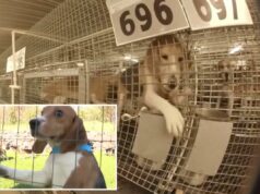 1.500 beagles resgatados das problemáticas Fazendas Ridglan depois que ativistas pelos direitos dos animais invadiram o centro de pesquisa de Wisconsin 1.500 beagles resgatados das problemáticas Fazendas Ridglan depois que ativistas pelos direitos dos animais invadiram o centro de pesquisa de Wisconsin
