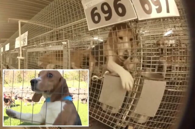 1.500 beagles resgatados das problemáticas Fazendas Ridglan depois que ativistas pelos direitos dos animais invadiram o centro de pesquisa de Wisconsin

