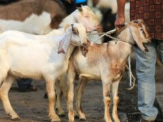 30 Negara Jadi Target, Daging Kurban dari Indonésia Akan Dikirim ke Gaza hingga Afrika 30 Negara Jadi Target, Daging Kurban dari Indonésia Akan Dikirim ke Gaza hingga Afrika