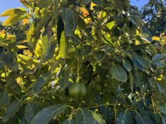 A agricultura orgânica está preenchendo muitos dos requisitos para esta família do Sudoeste A agricultura orgânica está preenchendo muitos dos requisitos para esta família do Sudoeste