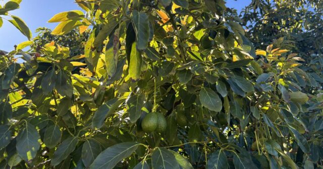 A agricultura orgânica está preenchendo muitos dos requisitos para esta família do Sudoeste
