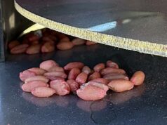 A aprovação atrasada de iscas mais fortes para ratos deixa os produtores enfrentando custos crescentes A aprovação atrasada de iscas mais fortes para ratos deixa os produtores enfrentando custos crescentes