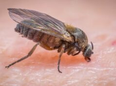 A esperança de uma péssima temporada de mosca negra na Nova Escócia Ícone de conversão de texto em fala