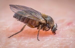 A esperança de uma péssima temporada de mosca negra na Nova Escócia Ícone de conversão de texto em fala