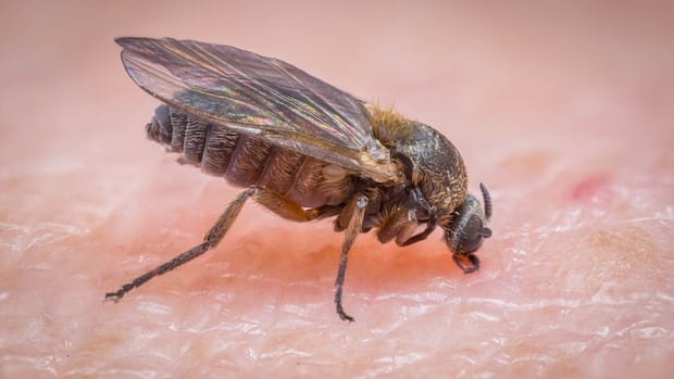 A esperança de uma péssima temporada de mosca negra na Ícone de conversão de texto em fala