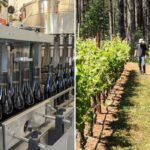 A guerra civil de Napa Valley eclode depois que uma vinícola em dificuldades lança um plano ambicioso para salvar os vinhedos