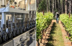 A guerra civil de Napa Valley eclode depois que uma vinícola em dificuldades lança um plano ambicioso para salvar os vinhedos A guerra civil de Napa Valley eclode depois que uma vinícola em dificuldades lança um plano ambicioso para salvar os vinhedos
