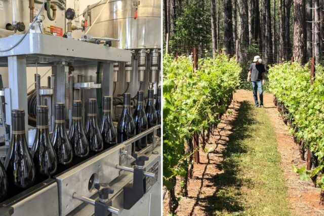 A guerra civil de Napa Valley eclode depois que uma vinícola em dificuldades lança um plano ambicioso para salvar os vinhedos
