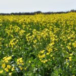 A safra de trigo cai 20,4% devido à seca que atinge NSW, Qld, apesar das chuvas recentes