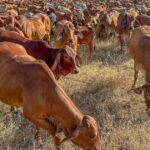 A solução da AACo para o alto custo de um bezerro inoportuno no norte da Austrália