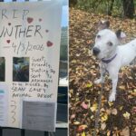 Abrigo de animais que não mata em Nova York é acusado de enviar cães para a morte em ação movida por voluntário de longa data