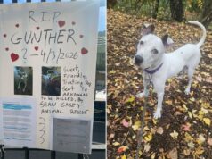 Abrigo de animais que não mata em Nova York é acusado de enviar cães para a morte em ação movida por voluntário de longa data Abrigo de animais que não mata em Nova York é acusado de enviar cães para a morte em ação movida por voluntário de longa data