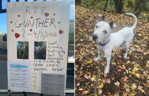 Abrigo de animais que não mata em Nova York é acusado de enviar cães para a morte em ação movida por voluntário de longa data Abrigo de animais que não mata em Nova York é acusado de enviar cães para a morte em ação movida por voluntário de longa data