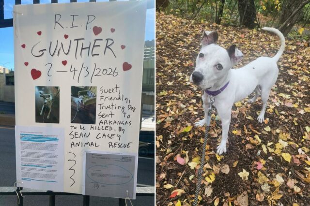 Abrigo de animais que não mata em Nova York é acusado de enviar cães para a morte em ação movida por voluntário de longa data
