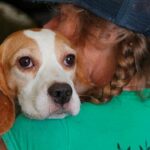 Cerca de 1.500 beagles foram salvos no início do mês em Ridglan Farms, um notório centro de testes e criação, depois de passarem suas vidas em laboratórios e gaiolas.