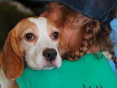 Adorável beagle uiva pela primeira vez depois que ele e outros 1.500 cães foram libertados das instalações de testes científicos de Wisconsin Cerca de 1.500 beagles foram salvos no início do mês em Ridglan Farms, um notório centro de testes e criação, depois de passarem suas vidas em laboratórios e gaiolas.