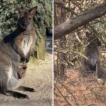 Adorável canguru desaparecido encontrado em segurança após escapar do zoológico de NJ