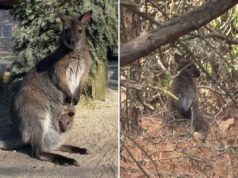Adorável canguru desaparecido encontrado em segurança após escapar do zoológico de NJ Adorável canguru desaparecido encontrado em segurança após escapar do zoológico de NJ