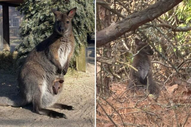 Adorável canguru desaparecido encontrado em segurança após escapar do zoológico de NJ
