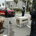 Adroable filhote de leão-marinho resgatado perto da rodovia Bay Area por um policial fora de serviço