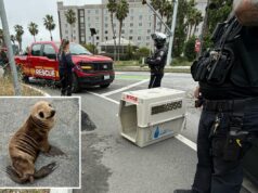 Adroable filhote de leão-marinho resgatado perto da rodovia Bay Area por um policial fora de serviço Adroable filhote de leão-marinho resgatado perto da rodovia Bay Area por um policial fora de serviço