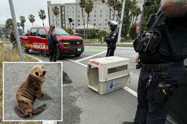 Adroable filhote de leão-marinho resgatado perto da rodovia Bay Area por um policial fora de serviço
