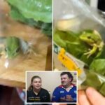 Alface apresenta o sapo vivo encontrado em uma sacola de salada de supermercado