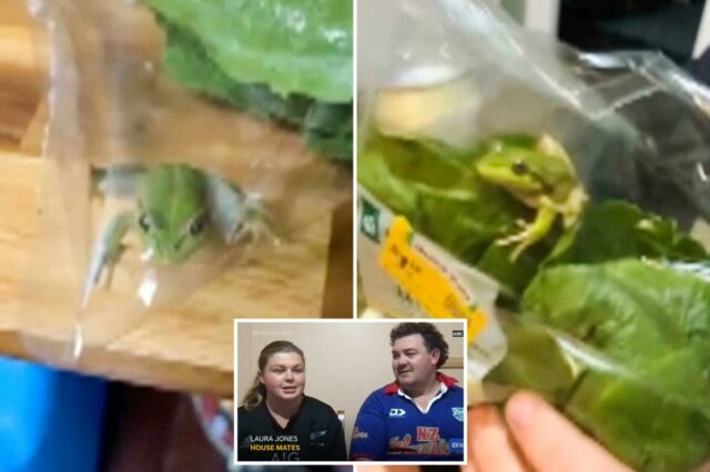 Alface apresenta o sapo vivo encontrado em uma sacola de Alface apresenta o sapo vivo encontrado em uma sacola de salada de supermercado