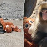 Americano prendeu turistas no Japão após suposta invasão no recinto do macaco viral Punch