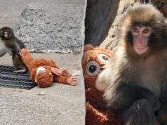Americano prendeu turistas no Japão após suposta invasão no recinto do macaco viral Punch Americano prendeu turistas no Japão após suposta invasão no recinto do macaco viral Punch
