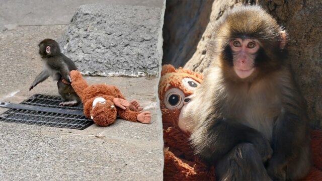 Americano prendeu turistas no Japão após suposta invasão no recinto Americano prendeu turistas no Japão após suposta invasão no recinto do macaco viral Punch