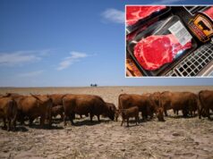 Aqui está o que mantém os preços da carne bovina tão altos antes da temporada de churrasco de verão – e por que pode levar anos para ver alívio Gado alimentando-se em pastagens secas sob um céu azul.