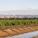 Aroma celestial de sândalo para produtores de ponta que operam no Rio Ord