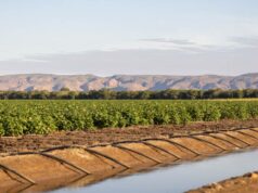 Aroma celestial de sândalo para produtores de ponta que operam no Rio Ord Aroma celestial de sândalo para produtores de ponta que operam no Rio Ord
