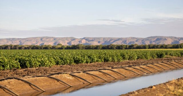 Aroma celestial de sândalo para produtores de ponta que operam no Rio Ord

